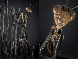 Pèlerine - Mante religieuse Pèlerine - Mante religieuse