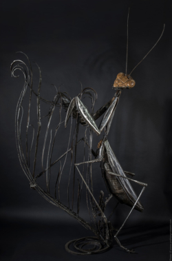 Pèlerine - Mante religieuse Pèlerine - Mante religieuse