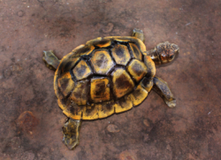 Tortue d'Hermann Fer et bois (thuya) - Echelle 1 - Conçue pour résister en extérieur ©Thierry Chollat