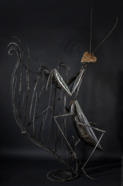 Pèlerine - Mante religieuse Pèlerine - Mante religieuse